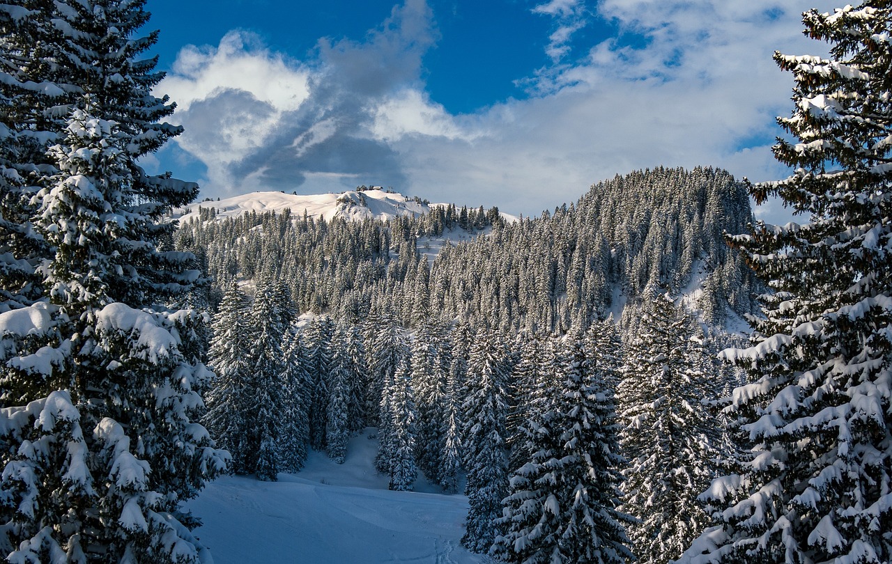 découvrez tout sur le sapin de noël : traditions, décorations, idées originales et conseils pour choisir et embellir votre arbre de noël afin de rendre vos fêtes magiques !