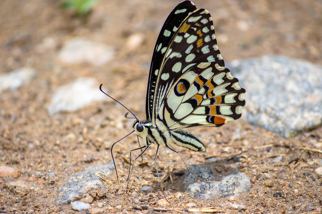 découvrez notre sélection de contests passionnants pour relever des défis, tester vos compétences et remporter des prix. participez maintenant et faites partie de la compétition !